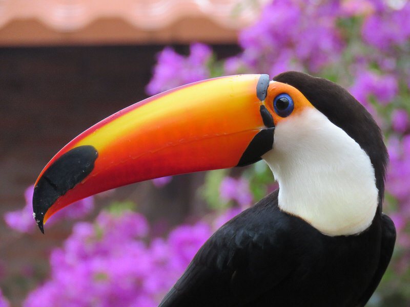 Bird watching in the cloud forest
