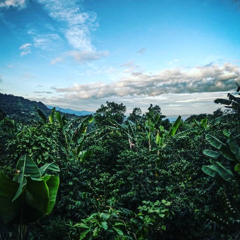 Blue sky over the coffee trees and hills of the farm