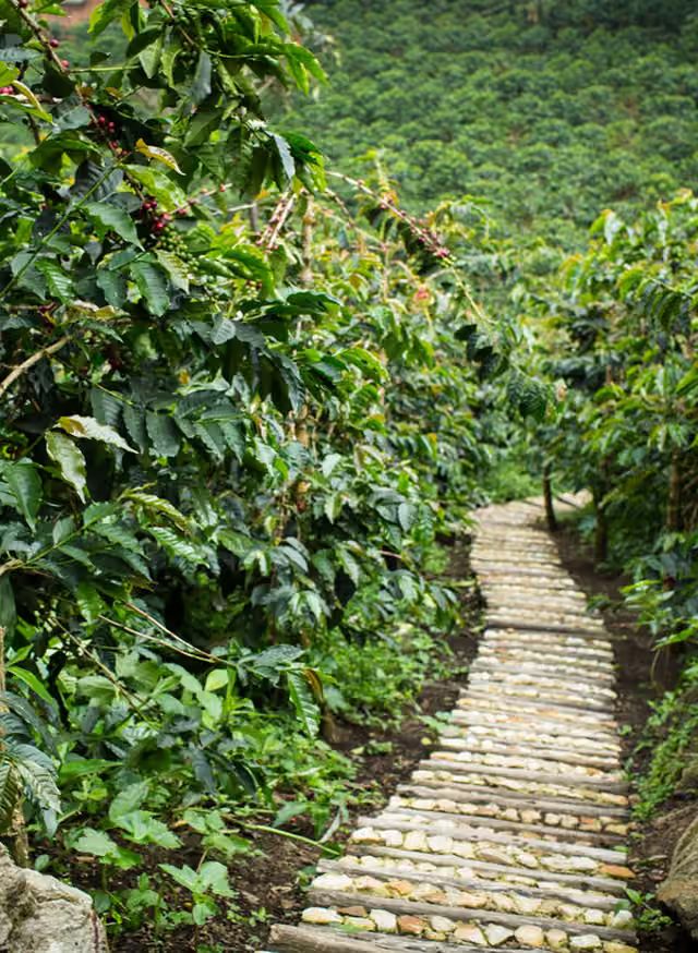 A stone path winding through the coffee trees