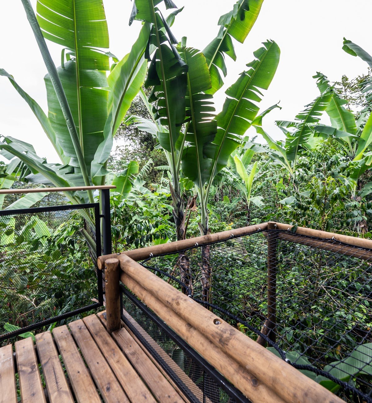 The room's private lounging net over the greenery